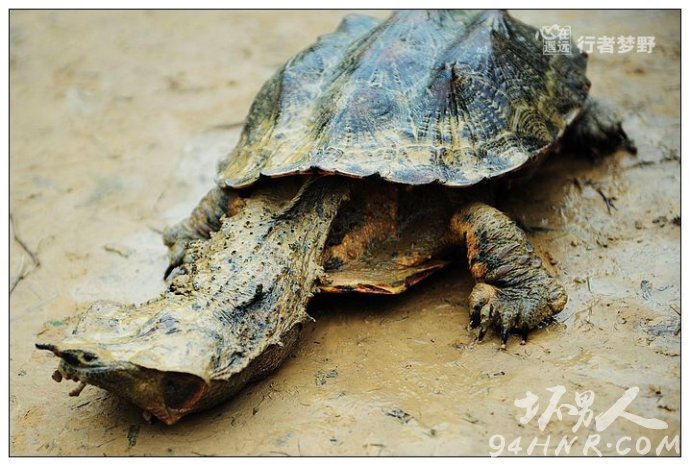 图世界上最神奇的乌龟世界上最恐怖的乌龟图片