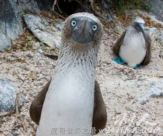 8. (Blue Footed Booby) 