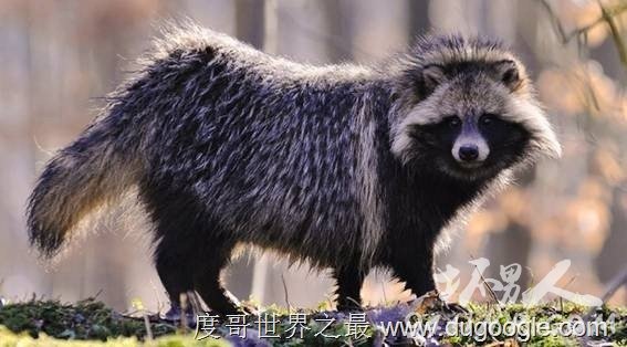 7. (Raccoon dog) 