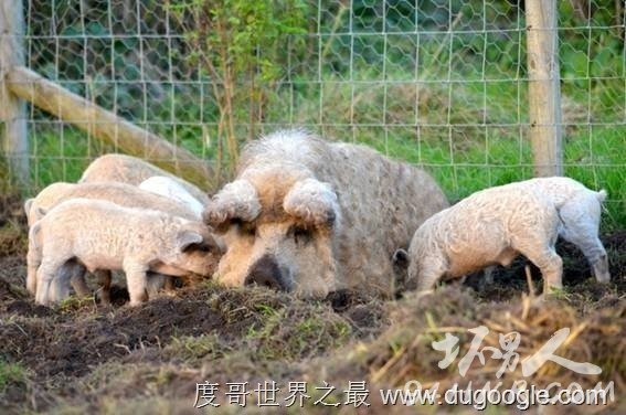 1. (Mangalitsa Pig) 