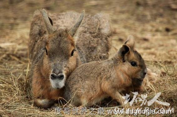 4. (Patagonian Mara) 