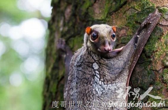 9. (Malayan Colugo) 