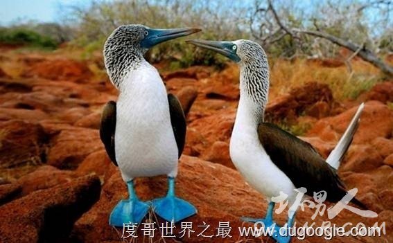 8. (Blue Footed Booby) 