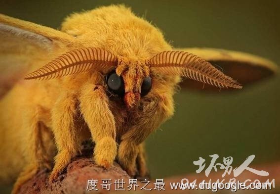 10. ίȮ(Venezuelan Poodle Moth) 