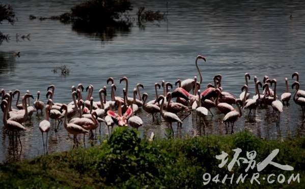   ŷǺ(LAKE OLOIDIEN, NAIVASHA, KENYA)