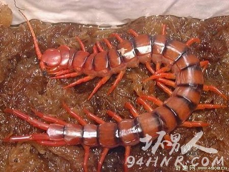 7.򼣨Scolopendra subspinipes dehaani