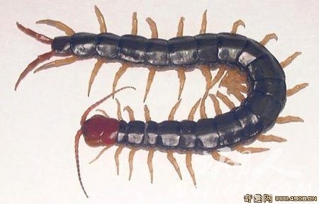 0.ټ/йͷ򼣨Scolopendra subspinipes mutilans