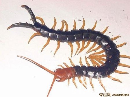 8.򼣨Scolopendra heros