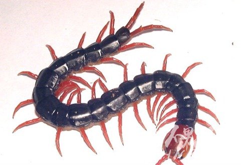 0.ټ/йͷ򼣨Scolopendra subspinipes mutilans