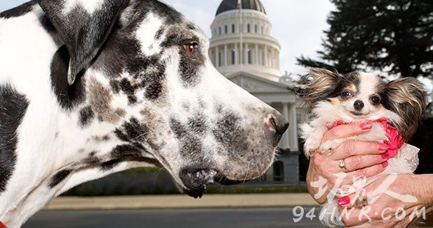 tallest-and-shortest-dogs-close-up_tcm25-398401_tcm32-399984