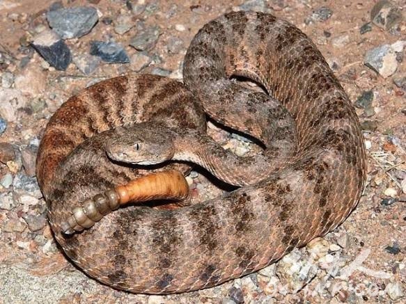 βߡTiger Rattlesnake